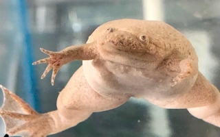Xenopus tropicalis. Credit: James Parente