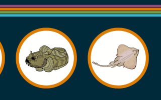 Organisms in the Woods Hole Wonders division