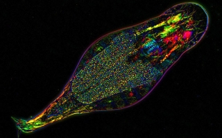 rotifer