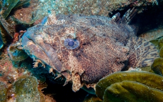 Oyster Toadfish
