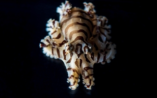 Pygmy Zebra Octopus. Credit Tim Briggs