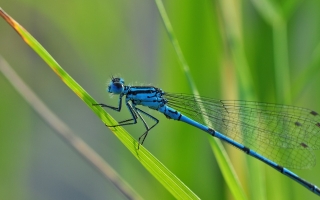 Azure Hawker Dragonfly 