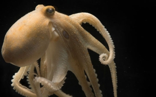 Octopus bimaculoides. Credit Tom Kleindinst