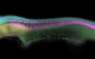 Skate embryo with tissues in diffent colors Courtesy of J Andrew Gillis