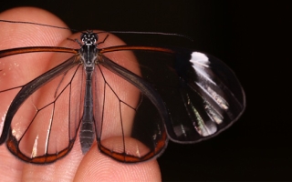 glasswing butterfly