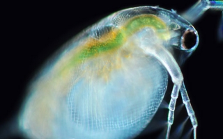 The water flea Daphnia. Credit Poryecto Agua, cc-by-nc-sa