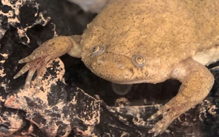 Xenopus tropicalis frog in the National Xenopus Resource. Credit James Parente