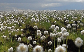 cottongrass