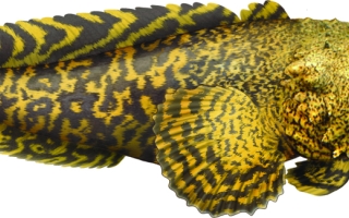 toadfish