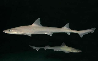 Smooth Dogfish (Mustelus canis). Credit: New York Aquarium