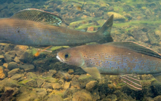 arctic grayling