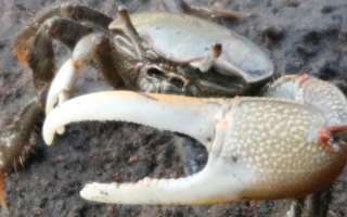 fiddler crab