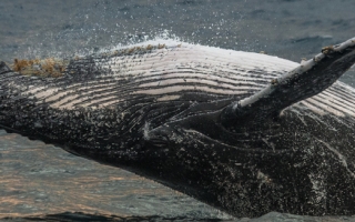 humpback whale breaching