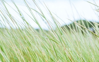 Marsh and marsh grass. Photo by Megan Costello