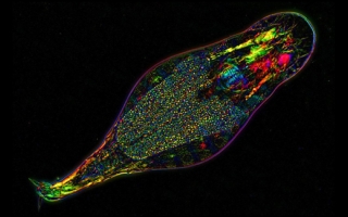 Bdelloid rotifer Adineta vaga, birefringence image, polarized light microscope. Credit: M. Shribak and I. Arkhipova, MBL