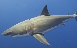 Great White Shark