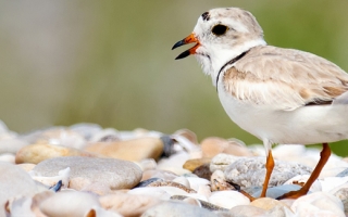 Piping Plover