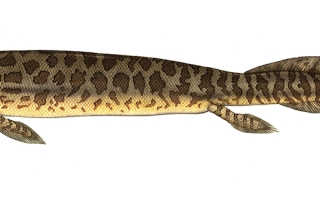 Reconstruction of Tiktaalik roseae-credit NSF