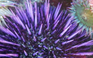 The purple sea urchin, Strongylocentrotus purpuratus. Credit: Donna Pomeroy/Encyclopedia of Life