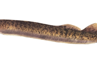 sea lamprey