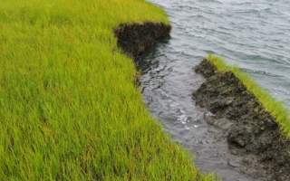 Large chunks of grass and mud are falling into the water on some salt marshes on the Westport River. (Credit Chris Neill)