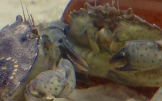 A juvenile Jonah crab (Cancer borealis) admires its reflection in the glass of its aquarium. Credit: Virginia Garcia