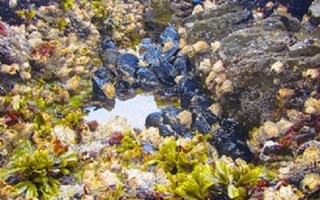 intertidal tidepool