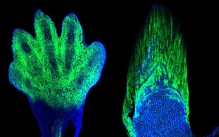 Markers of the wrists and digits in the limb of a mouse (left) are present in fish and demarcate the fin rays (right). The wrist and digits of tetrapods are the cellular and genetic equivalents of the fin rays of fish. Credit: Andrew Gehrke and Marie Kmita