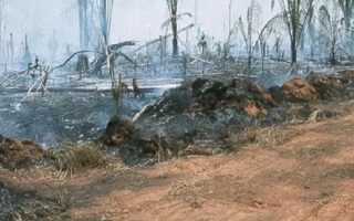 A rainforest landscape scarred by deforestation. Credit Chris Neill