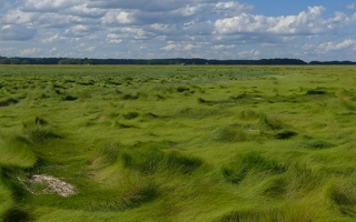 Salt marsh hay (Spartina patens) at Plum Island Estuary in northeastern Massachusetts. Credit: David S. Johnson