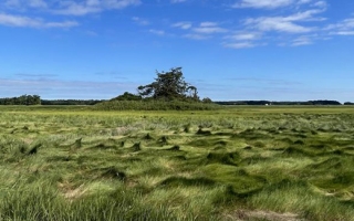 Marsh hay at Plum Island Ecosystems LTER