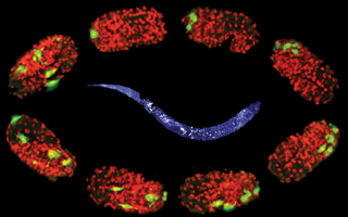 A stylized image of a nematode worm (C. elegans) adult encircled by embryos. Credit: Yicong Wu