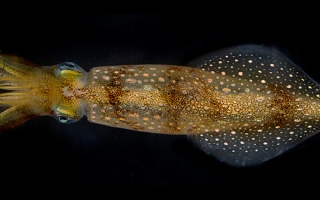 longfin squid