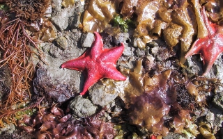 Bat star Patiria miniata Credit Daniel George iNaturalist