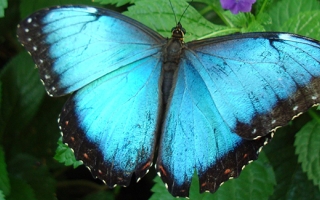 Blue Morpho butterfly