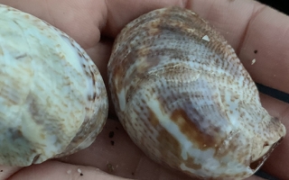 Common Atlantic Slippersnail (Crepidula fornicata)