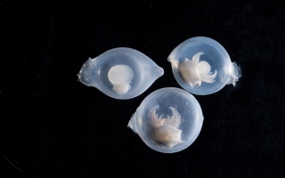 flamboyant cuttlefish eggs