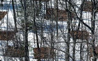  Harvard Forest soil warming experiment. Credit Audrey Barker-Plotkin