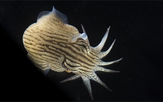 Striped Pyjama Squid (Sepioloidea lineolata). Credit: Tom Kleindinst