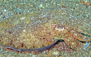 Cuttlefish camouflaged in the sand. Credit Lakshmi Sawitri via Wikimedia Commons