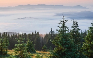 Forest with mountains beyond.