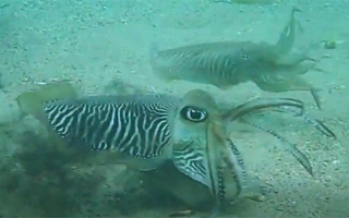 Fighting cuttlefish screenshot from Video