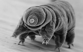 Diane Nelson, a tardigrade researcher who works in Great Smoky Mountains National Park, used a scanning microscope to take this 3-D image of a tardigrade. (Image credit: NPS/Diane Nelson)