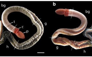 California worms female on left male on right