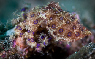 Blue-ringed octopus