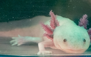 Axolotl in the Karen Echeverri Lab. Credit Christian Selden