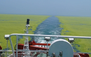 Green tide in the Yellow Sea