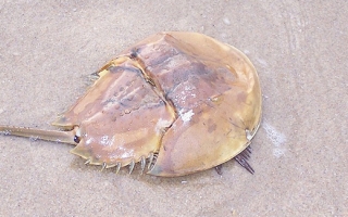 Horseshoe crab