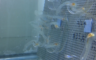 Inbred sea squirts attached to petri dishes following their free-swimming larval stage. Credit Lionel Christiaen