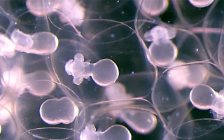 An example of raw laboratory footage with aesthetic appeal, this image was taken from a time-lapse sequence of squid development documented by developmental biologist Nipam Patel and his students.